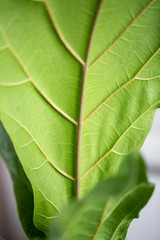 Fiddle Fig Leaf