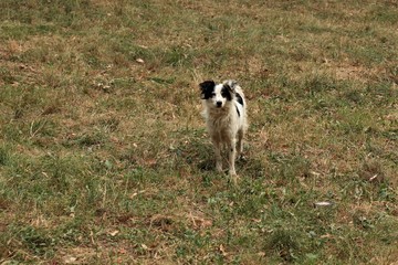 stray dog with dirty white hair and black ears