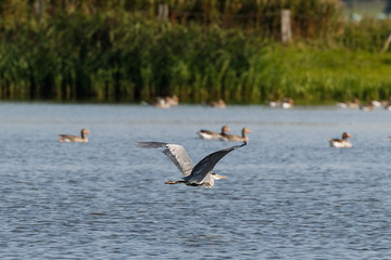 Graureiher fliegt über einen See