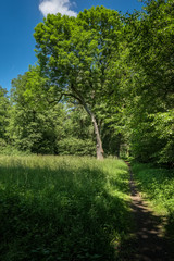 Fototapeta na wymiar Waldlichtung mit Spazierweg im Schlosspark Berlin-Buch