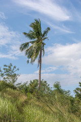 Fototapeta premium coconut trees 