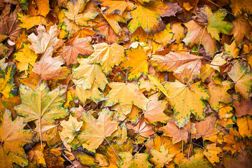 Naklejka na ściany i meble Red, orange and yellow autumn leaves background. Colorful leaves lie on the ground. 