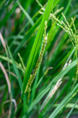 Eice plants macro view