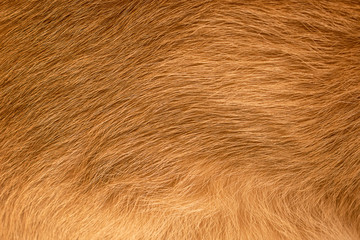 Brown cat animal fur texture closeup macro