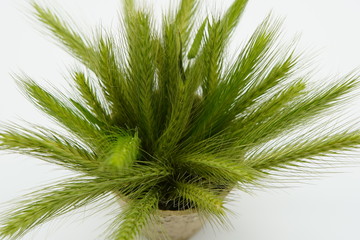 Fototapeta premium A brunch of green cereals rotating in wooden pot on white background. Green spikes, healthy cereals for breakfast, healthy eating