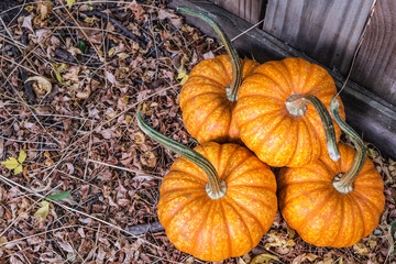 four pumpkins on dried leaves