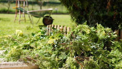 Gardener male cutting trees with electric scissors and putting inside the wheelbarrow. Dry bushes in the yard, electric trim for working in the garden. Horticulture concept