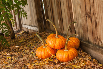 four pumpkins on dried leaves