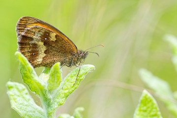 Gatekeeper butterfly on leaf