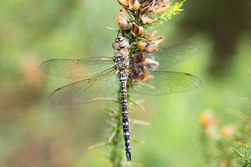 Migrant Hawker Dragonfly