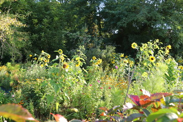Blühende Sommerblumen im Klostergarten von Kloster Lehnin