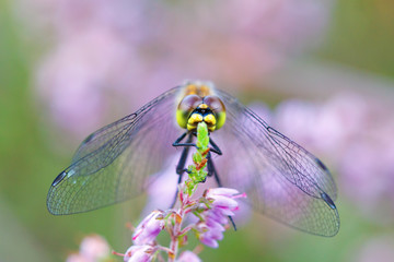 Dragonfly face on in heather