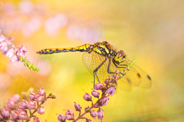 Dragonfly on Heather