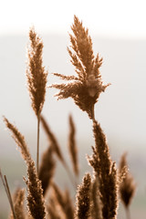 Obraz premium Dry grass on the autumn landscape background