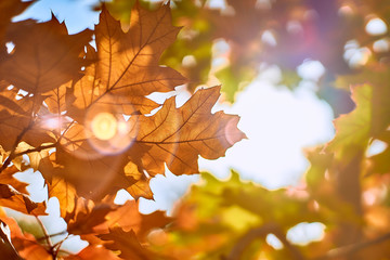  Orange autumn leaves on a background of the sun          