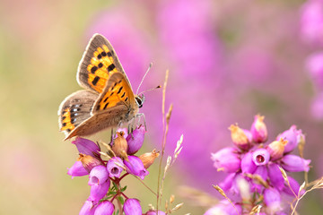 Small Copper Butterfly on Heather