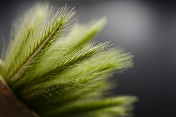 Amazing close-up photo of fresh green cereal spikes on black background. Healthy food, ripe spikes...