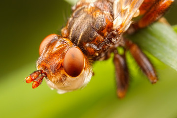 Head of  a Thick-headed Fly