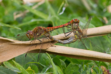 Mating Common Darter Dragonflies