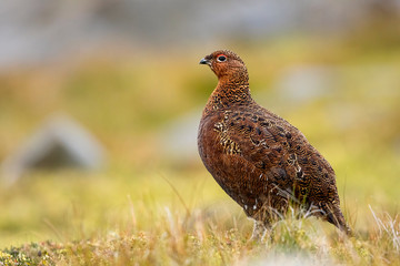 Red Grouse