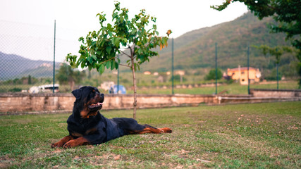 Amazing portrait of young black rottweiler dog lying in the garden on the grass under the young...