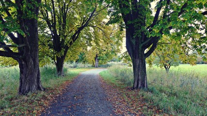 Naklejka premium Kastanien im Herbst