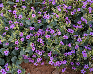 4 O'Clock Plant