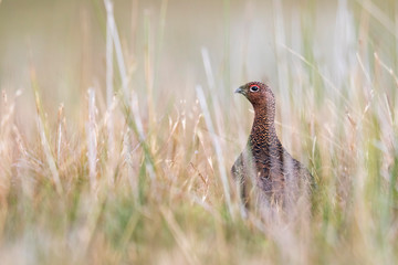 Red Grouse in Grass on Moorland
