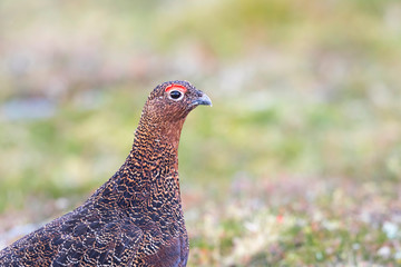 Head of a Red Grouse
