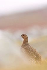 Red Grouse behind rock