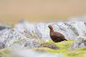 Red Grouse near rocks