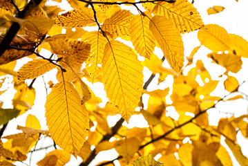 Branches with yellow autumn leaves on a background of gray sky