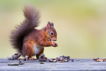 Naklejka na ściany i meble Red Squirrel with nut in hand