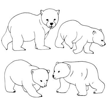 linear drawings, bear, isolate on a white background