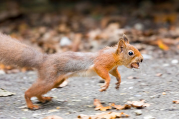 Red Squirrel jumping with nut in mouth