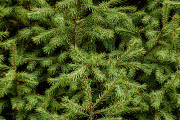 Green background fir branches for wallpaper on the wall