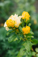 Yellow roses bloom in the garden