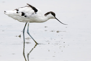 Avocet