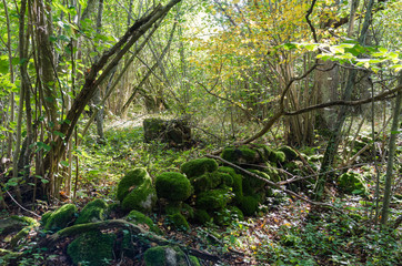 Fototapeta premium Old moss covered dry stone wall in a forest
