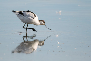 Avocet