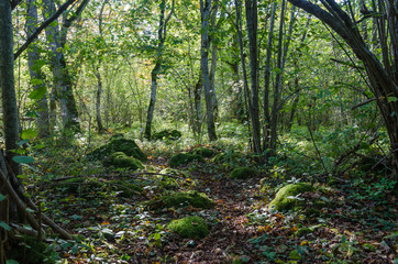 Obraz premium Moss covered stones in a lush green forest