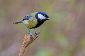 Coal tit on branch