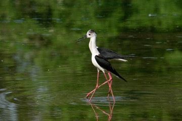 Himantopus himantopus