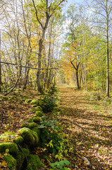 Fototapeta na wymiar Fall colored trail along an old dry stone wall
