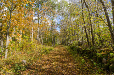 Fototapeta premium Beautiful trail in golden fall colors in a deciduous forest