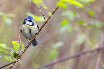 blue tit on branch
