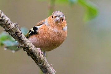 Chaffinch on branch