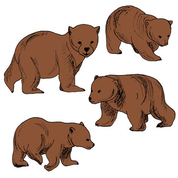 image of bears on a white background