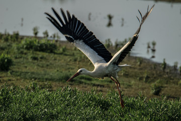 Stork