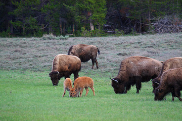 BISON CALVES PLAYING